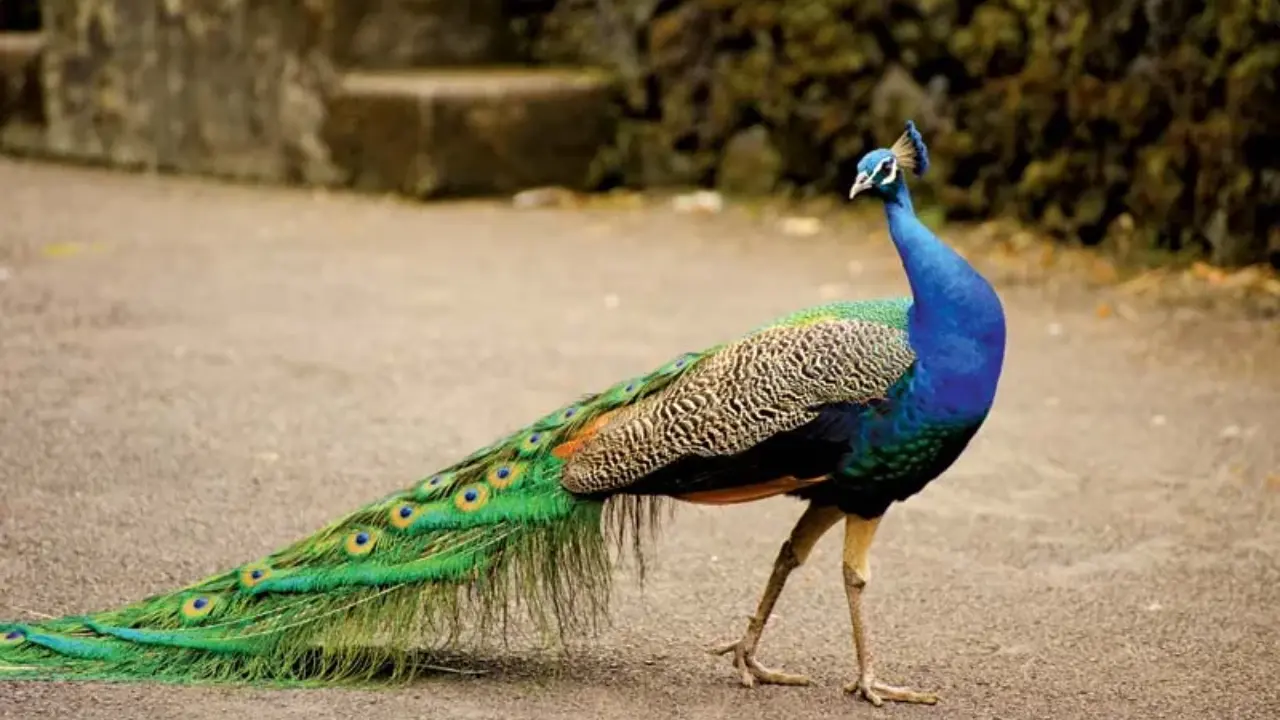 National Peacock Day